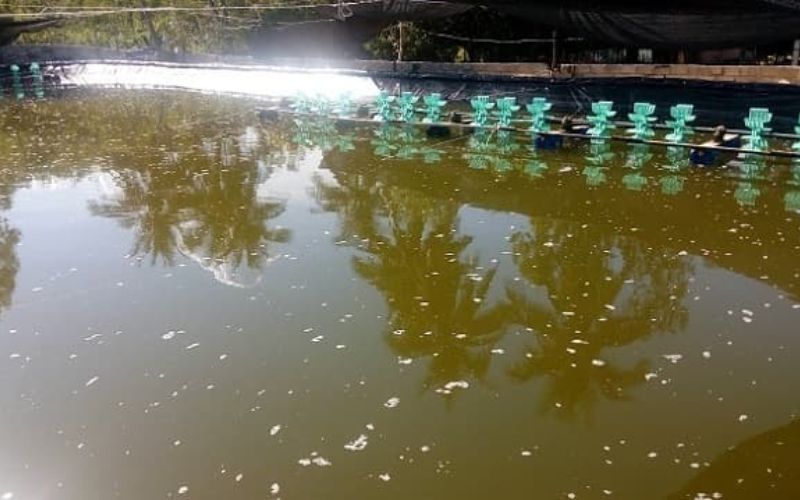 Bệnh của tôm nuôi và biện pháp phòng trị