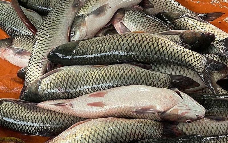 Bí quyết đánh bắt hải sản năng suất cao bằng lưới kéo đơn