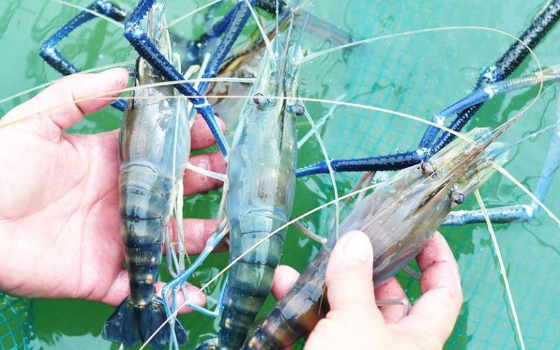Cách lựa chọn và thả giống tôm càng xanh đúng kỹ thuật