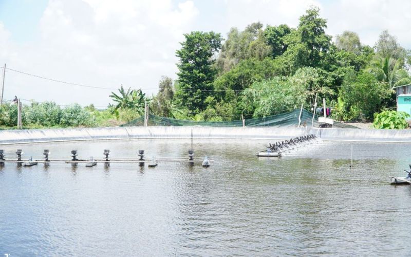 Cách vận hành lưới kéo đôi để tăng năng suất đánh bắt hải sản