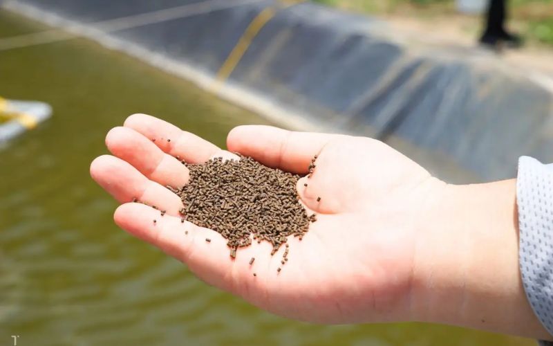 Chăm sóc và quản lý tôm thẻ chân trắng