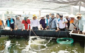 Chẩn đoán và xử lý bệnh do vi rút trong nuôi thủy sản nước lợ