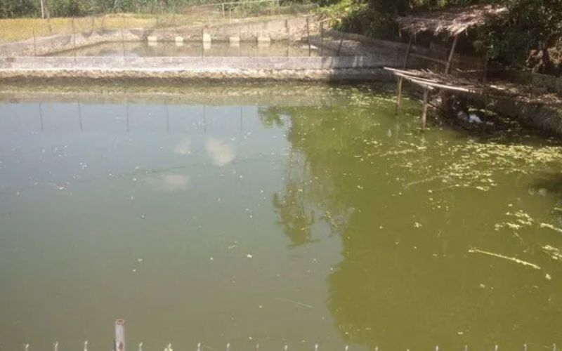 Chẩn đoán và xử lý bệnh do vi rút trong nuôi thủy sản nước lợ