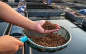 Dinh dưỡng và thức ăn thủy sản cho nuôi trồng bền vững