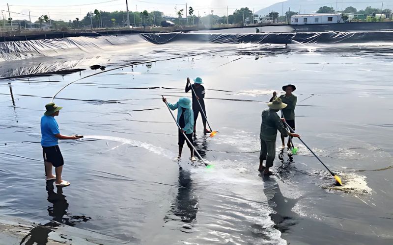 Hướng dẫn chi tiết chuẩn bị ao, bè nuôi và thả giống cá lăng, cá chiên
