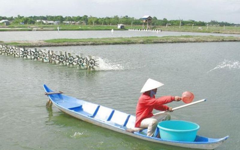 Hướng dẫn chi tiết chuẩn bị ao, bè nuôi và thả giống cá lăng, cá chiên