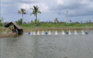 Hướng dẫn chuẩn bị ao nuôi tôm càng xanh hiệu quả