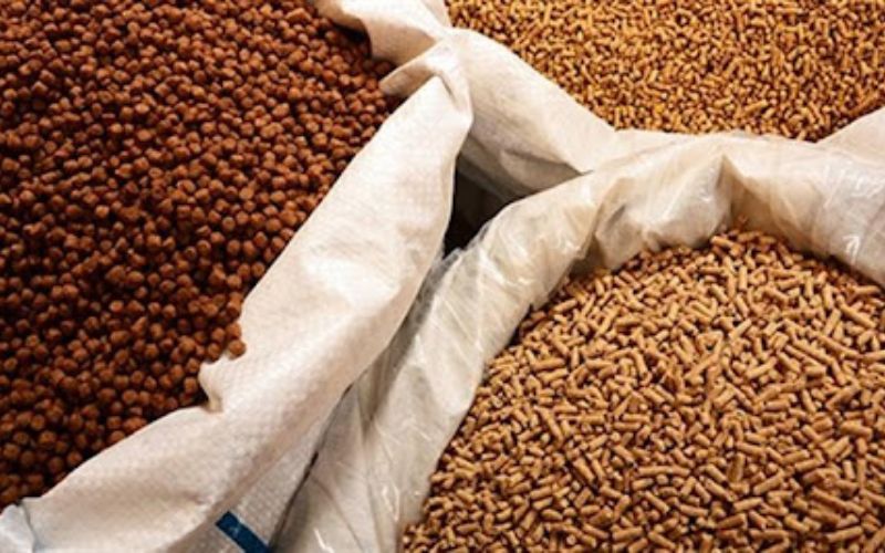 Hướng dẫn kiểm tra hệ thống nuôi cá bống tượng chi tiết