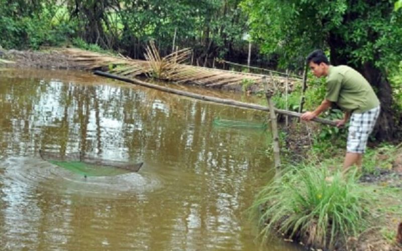 Hướng dẫn kiểm tra hệ thống nuôi cá bống tượng chi tiết