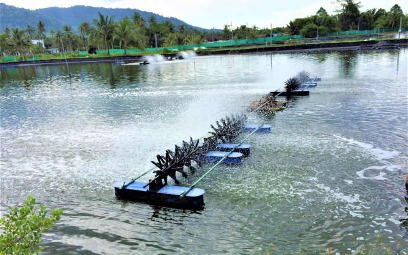 Hướng dẫn kỹ thuật nuôi cá hồng Mỹ đạt năng suất cao
