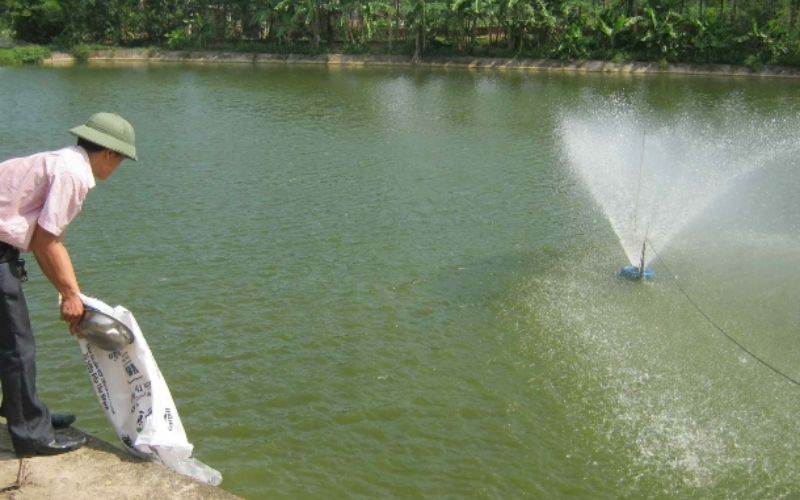 Hướng dẫn kỹ thuật ương cá giống và nuôi vỗ cá bố mẹ hiệu quả