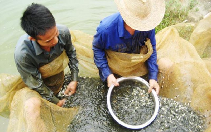 Hướng dẫn kỹ thuật ương cá giống và nuôi vỗ cá bố mẹ hiệu quả
