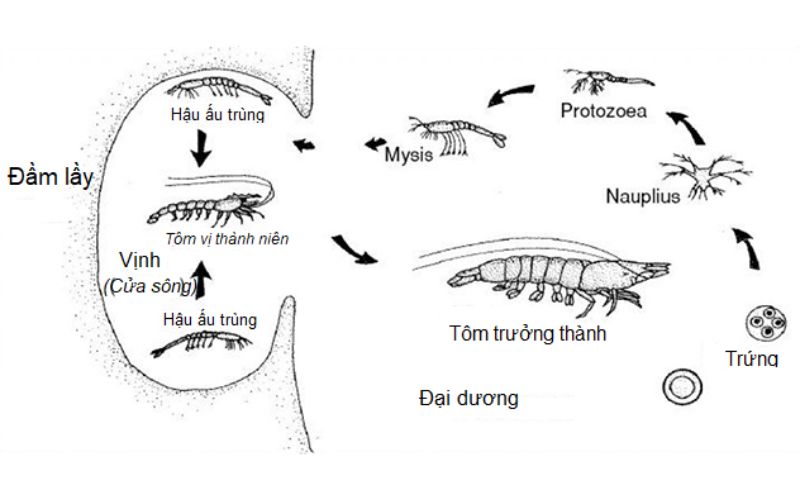 Hướng dẫn kỹ thuật ương nuôi ấu trùng tôm sú từ A đến Z