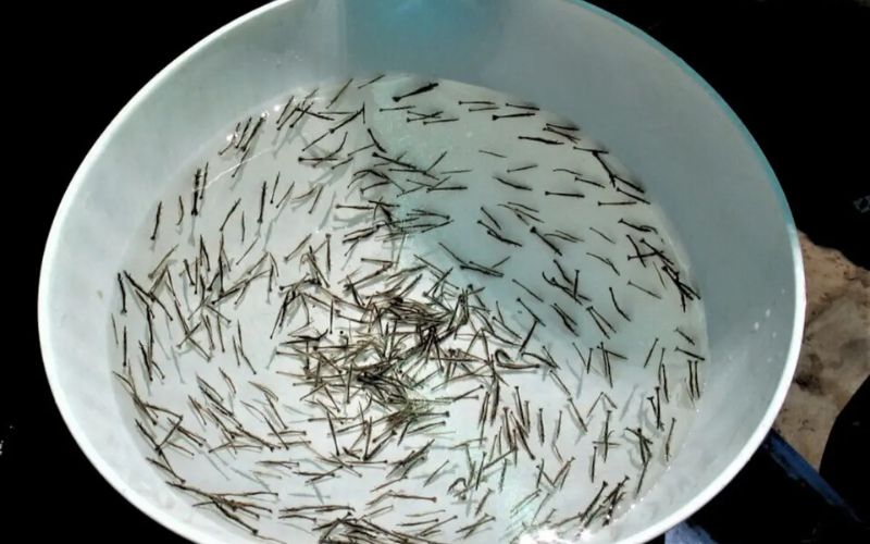 Hướng dẫn kỹ thuật ương nuôi ấu trùng tôm sú từ A đến Z