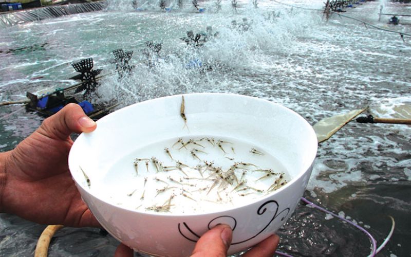 Hướng dẫn kỹ thuật ương nuôi ấu trùng tôm sú từ A đến Z
