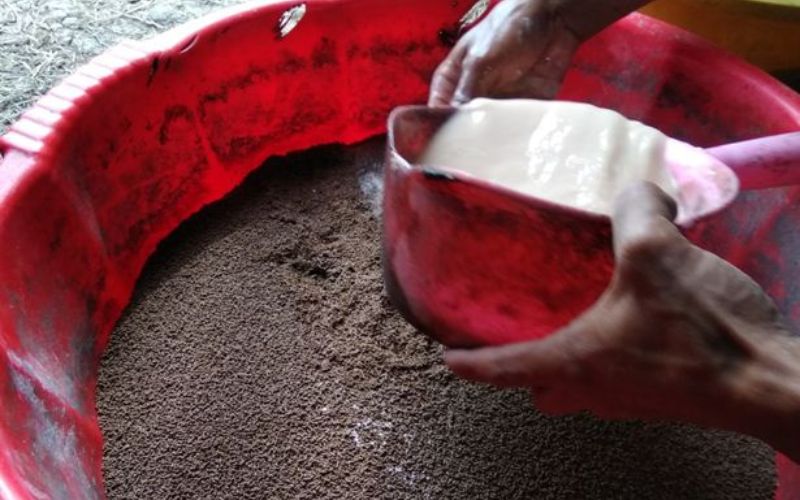 Hướng dẫn phòng và trị bệnh cho tôm sú