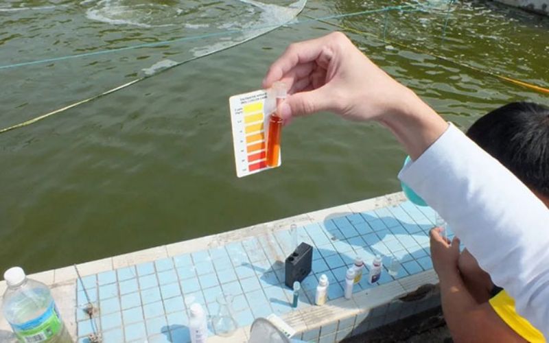 Kỹ thuật chăm sóc tôm và quản lý ao nuôi hiệu quả