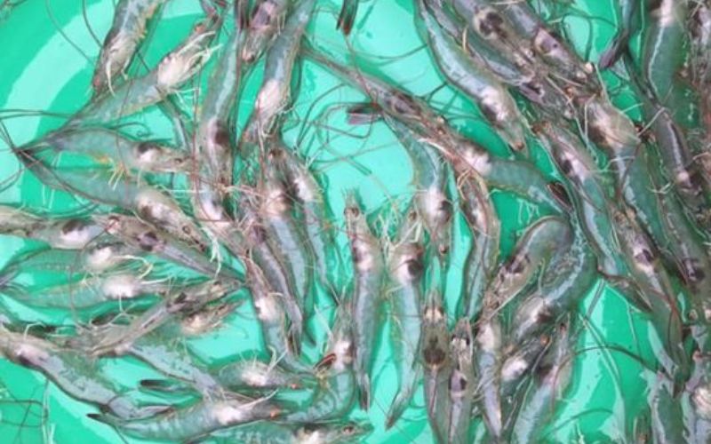 Kỹ thuật chăm sóc tôm và quản lý ao nuôi hiệu quả