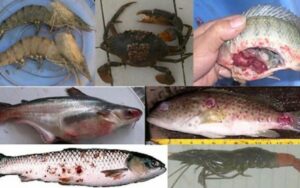 Những khái niệm cơ bản về bệnh học thủy sản