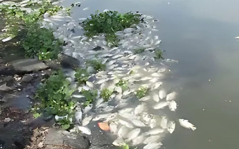 Những khái niệm cơ bản về bệnh học thủy sản