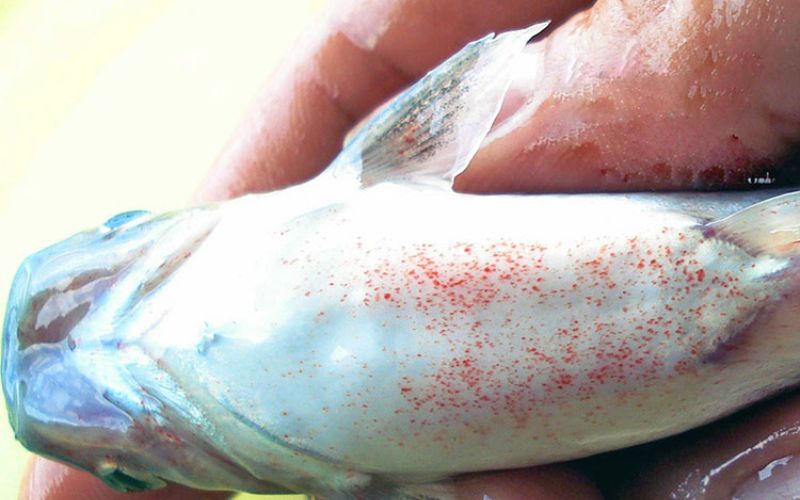 Những khái niệm cơ bản về bệnh học thủy sản