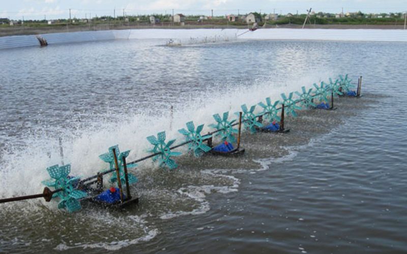 Phòng ngừa bệnh ấu trùng tôm hiệu quả