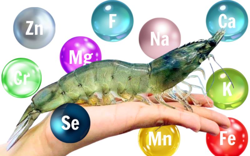 Phòng ngừa bệnh ấu trùng tôm hiệu quả