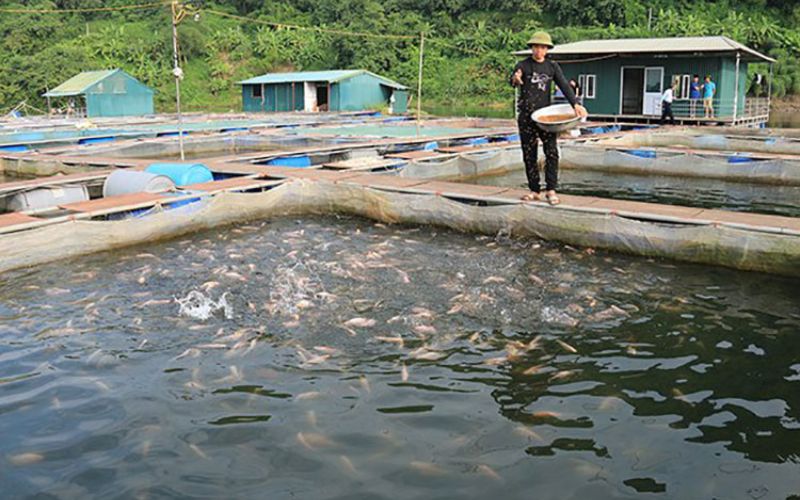 Phòng ngừa và điều trị bệnh cho cá lăng, cá chiên