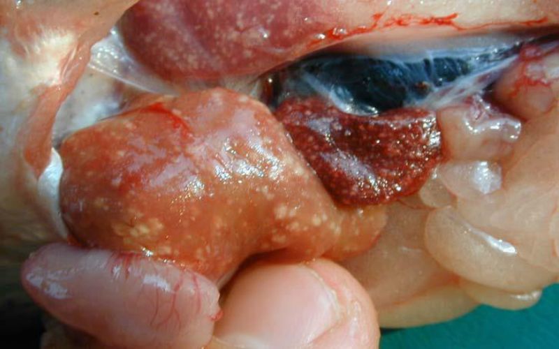 Phòng ngừa và điều trị bệnh cho cá lăng, cá chiên