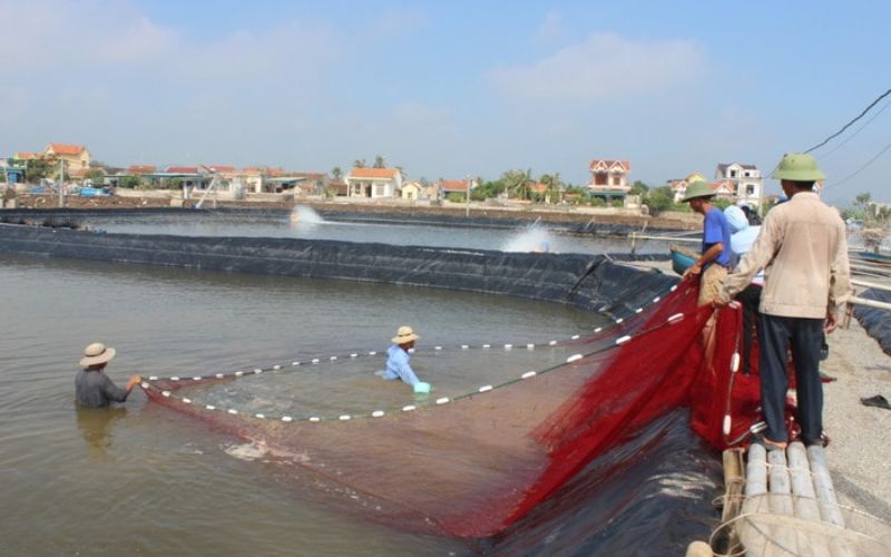 Phòng ngừa và điều trị bệnh cho cá lăng, cá chiên