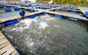Quản lý ao bè nuôi cá tra, cá ba sa hiệu quả