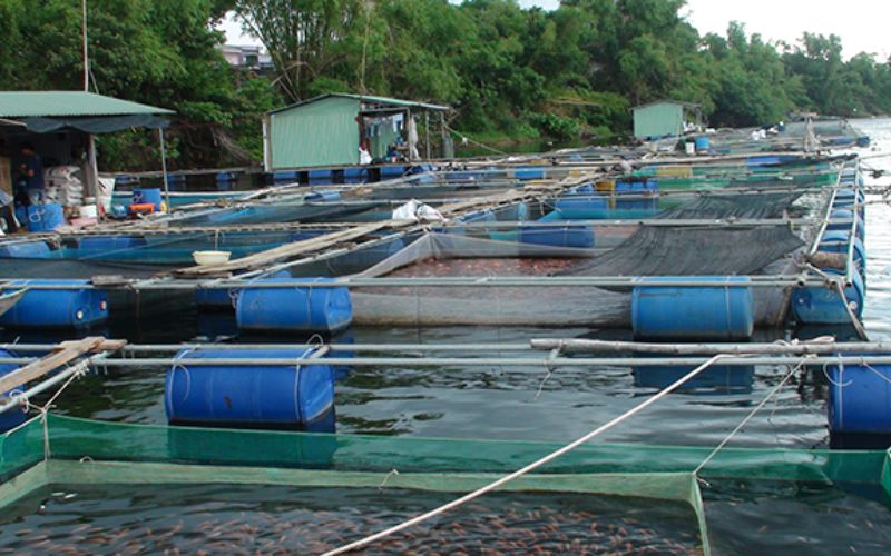 Quản lý ao bè nuôi cá tra, cá ba sa hiệu quả