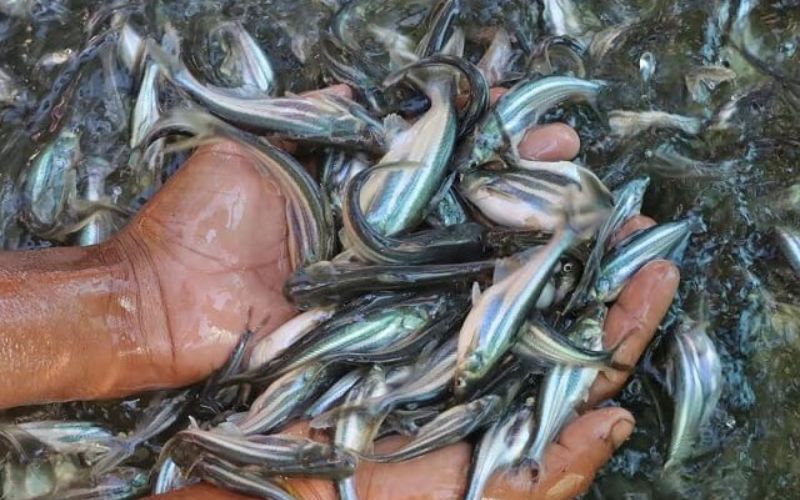 Quản lý ao bè nuôi cá tra, cá ba sa hiệu quả