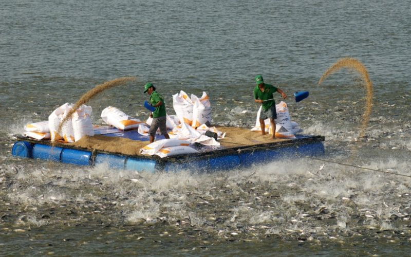 Quản lý ao bè nuôi cá tra, cá ba sa hiệu quả