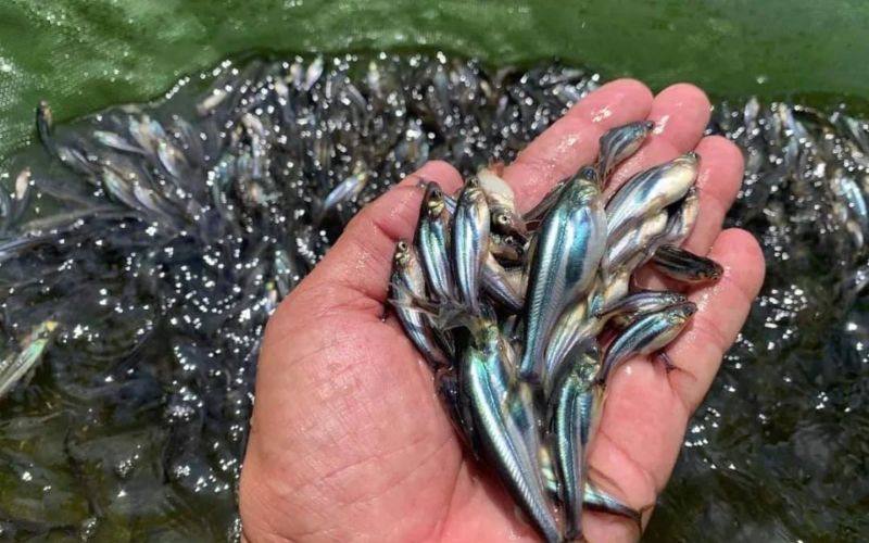Quản lý dịch bệnh cá tra và cá ba sa hiệu quả