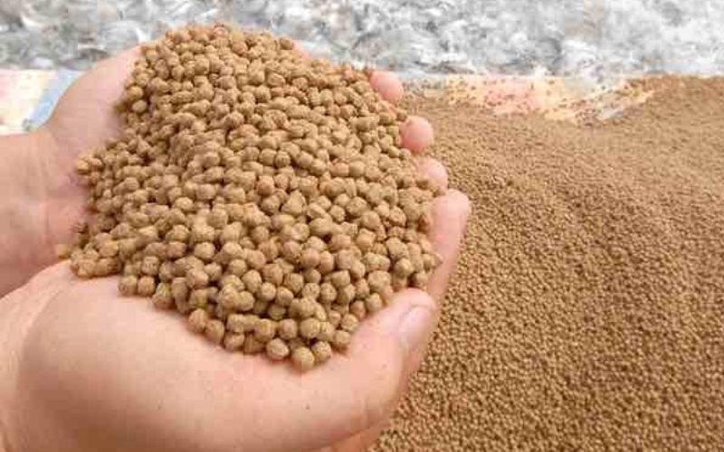Quản lý dịch bệnh cá tra và cá ba sa hiệu quả