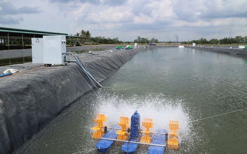 Quy trình nuôi tôm chân trắng hiệu quả