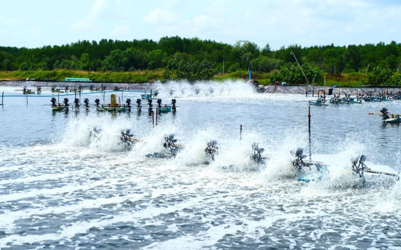 Quy trình nuôi tôm chân trắng hiệu quả