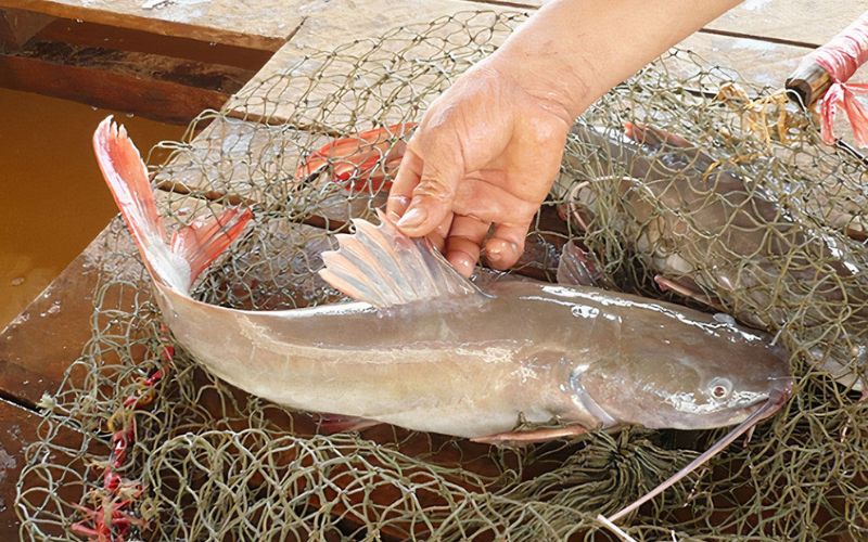 Quy trình thu hoạch, bảo quản và tiêu thụ cá lăng, cá chiên thương phẩm