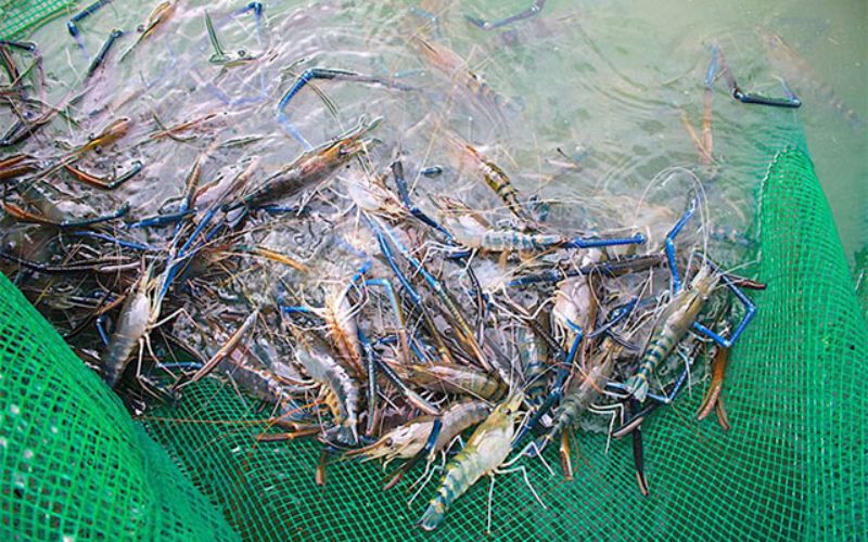 Quy trình thu hoạch, bảo quản và tiêu thụ tôm càng xanh