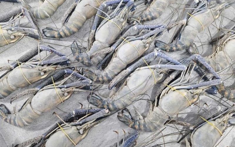 Quy trình thu hoạch, bảo quản và tiêu thụ tôm càng xanh