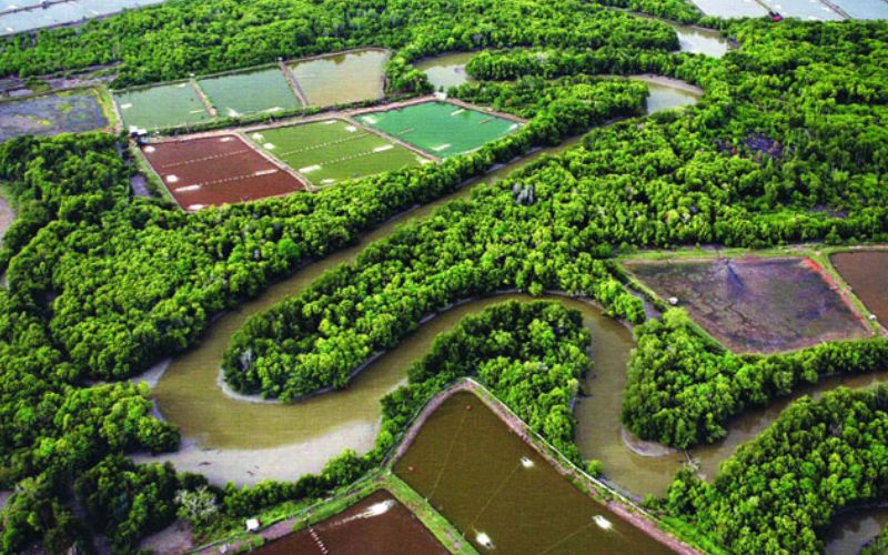 Quy trình thực hiện mô hình nuôi tôm trong rừng đước