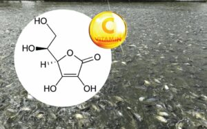 Tất tần tật về vai trò của vitamin trong nuôi tôm cá hiệu quả